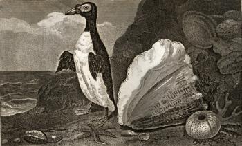 The Penguin with the conch and other shells and sponges (engraving) | Obraz na stenu