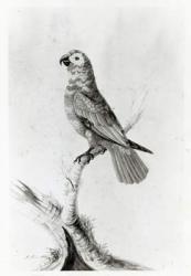 A Parrot, 1786 (w/c on paper) (b/w photo) | Obraz na stenu