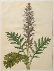 Acanthus mollis from the album Gottorfer Codex, c.1650 (gouache on parchment) | Obraz na stenu