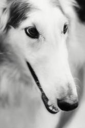 Borzoi, 2017, (Direct Print on Brushed Aluminium, BUTLERFINISH® Look) | Obraz na stenu