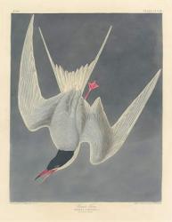Great Tern, 1836 (coloured engraving) | Obraz na stenu