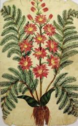 Fern with red and yellow flowers, plate from a seed merchants in Oisans (gouache on paper) | Obraz na stenu