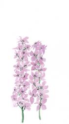 Larkspur, 2017 (watercolour) | Obraz na stenu