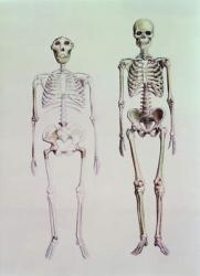 Skeletons of Australopithecus Boisei and Homo Sapiens (pencil on paper) | Obraz na stenu
