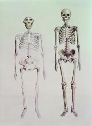 Skeletons of Australopithecus Boisei and Homo Sapiens (pencil on paper) | Obraz na stenu