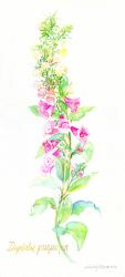 Digitalis Purpurea, 2001, (watercolor on watercolor paper) | Obraz na stenu