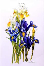 Three Purple and Two Yellow Iris with Buds,2010,watercolour | Obraz na stenu