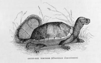 Snuff-box Tortoise (Cinostemon Leucostomum), from 'The Ancient Cities of the New World', by Claude-Joseph-Desire Charnay, pub. 1887 (engraving) | Obraz na stenu