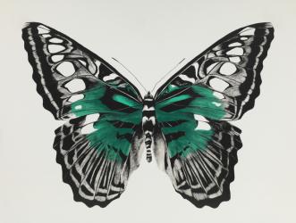 Butterfly green, 2015, (silkscreen print) | Obraz na stenu