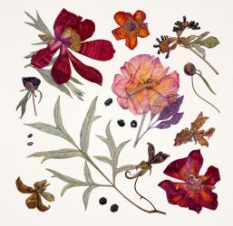 Peony Specimens, 2011 (w/c on paper) | Obraz na stenu