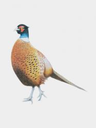 Pheasant, 2012 (watercolour paint and pencil) | Obraz na stenu