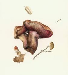 Wild Mushroom (w/c on paper) | Obraz na stenu