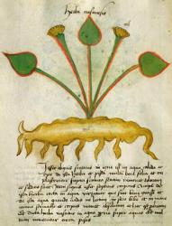 Ms 320 M Fol.29v Herba Nastrusio, from 'Liber Herbarius una cum rationibus conficiendi medicamenta' by Orgione Rizzardo (vellum) | Obraz na stenu
