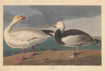 Snow goose, 1837 (coloured engraving) | Obraz na stenu