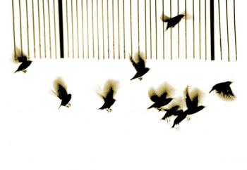 Starlings, 2003, (photogravure) | Obraz na stenu