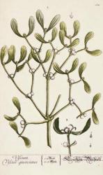 Mistletoe from 'A Curious Herbal', 1782 (coloured engraving) | Obraz na stenu