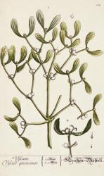 Mistletoe from 'A Curious Herbal', 1782 (coloured engraving) | Obraz na stenu