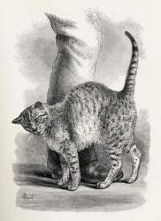 Cat in an affectionate frame of mind, from Charles Darwin's 'The Expression of the Emotions in Man and Animals', 1872 (litho) | Obraz na stenu