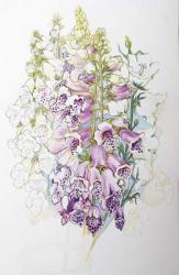 Foxgloves and White Campanulas,2012,(w/c on handmade paper) | Obraz na stenu