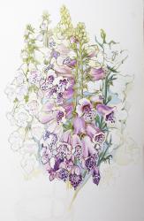 Foxgloves and White Campanulas,2012,(w/c on handmade paper) | Obraz na stenu