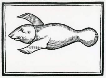 A Fish called 'Manati' from 'la Historia general de las Indias' 1547 (woodcut) | Obraz na stenu