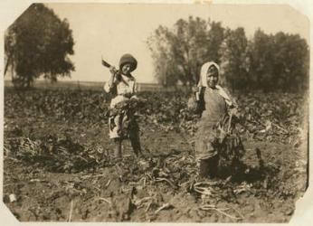 Amelia and Mary Luft, 9 and 12, cutting sugar beet on farm near Sterling, Colorado, 1915 (b/w photo) | Obraz na stenu