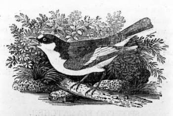 The Pied Flycatcher, illustration from 'A History of British Birds' by Thomas Bewick, first published 1797 (woodcut) | Obraz na stenu