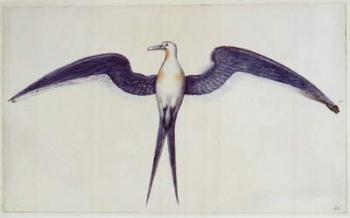 Frigate Bird (litho) | Obraz na stenu