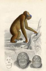 The Orangutan, engraved by Paquien (coloured engraving) | Obraz na stenu