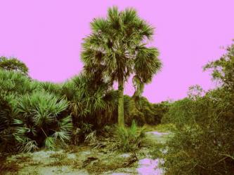 Pink Sky with Palm Tree | Obraz na stenu