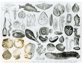 Molluscs (litho) (b/w photo) | Obraz na stenu