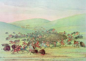 Minatarees attacking buffalo on horseback (colour litho) | Obraz na stenu