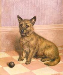 Waiting to Play, a Cairn terrier with a ball (oil) | Obraz na stenu