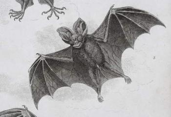 Bat, engraved by Milton (engraving) | Obraz na stenu