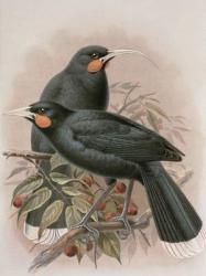 Huia, illustration from 'A History of the Birds of New Zealand' by W.L. Buller, 1887-88 (chromolitho) | Obraz na stenu