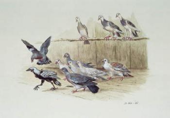 The Jackdaw and the Doves | Obraz na stenu