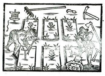 Illustration from a Book on Gardening (woodcut) (b/w photo) | Obraz na stenu