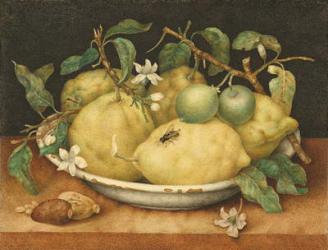 Still Life with a Bowl of Citrons, c.1640 (tempera on vellum) | Obraz na stenu