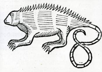 Iguana from 'la Historia general de las Indias' 1547 (woodcut) | Obraz na stenu