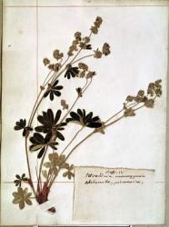 Alchemilla, from a Herbarium (pressed flowers) | Obraz na stenu