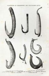 Fish-hooks of Prehistoric and Uncivilised races, from 'Leisure Hour', 1888 (engraving) | Obraz na stenu