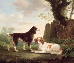 Two spaniels in a landscape | Obraz na stenu