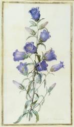 Campanula: Medium (Canterbury Bell) 1787 | Obraz na stenu