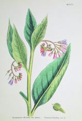 Common Comfrey, plate MCXVI, c.1800 (engraving) | Obraz na stenu