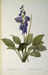 Hemerocallis Caerulea, from `Les Liliacees', 1806 (coloured engraving) | Obraz na stenu
