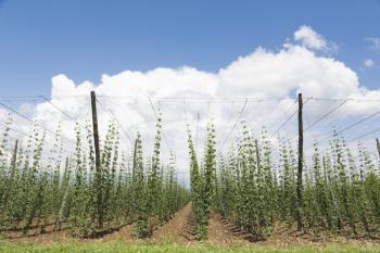 Hop plants growing in a hop field, Humulus lupulus, near Celje, Styria, Slovenia (photo) | Obraz na stenu