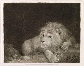 A Lion (A Recumbent Lion) engraved by the artist, pub. 1788 (etching) | Obraz na stenu