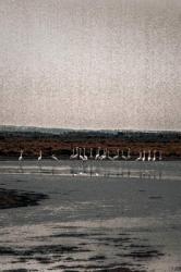 Congregation, from the series Camargue Flamingoes, 2017 (photograph) | Obraz na stenu