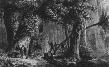 Forest Opening from 'Bresil, Columbie at Guyanes', by Ferdinand Denis and Cesar Famin 1839 (engraving) (b/w photo) | Obraz na stenu