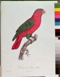 Parrot: Lory or Collared | Obraz na stenu